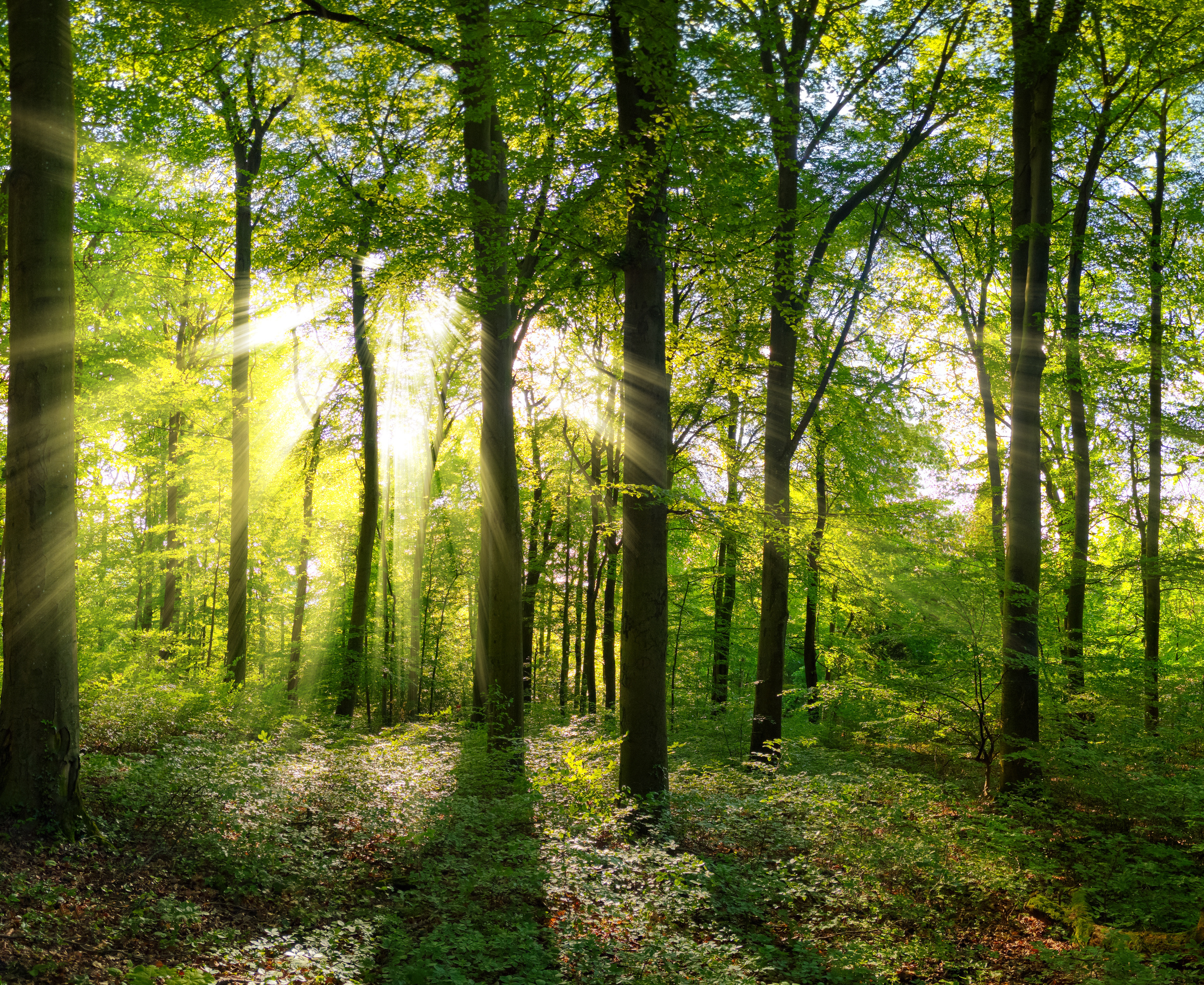 Fluence - Behind the Scenes: A Facilitator’s View of Psilocybin Sessions